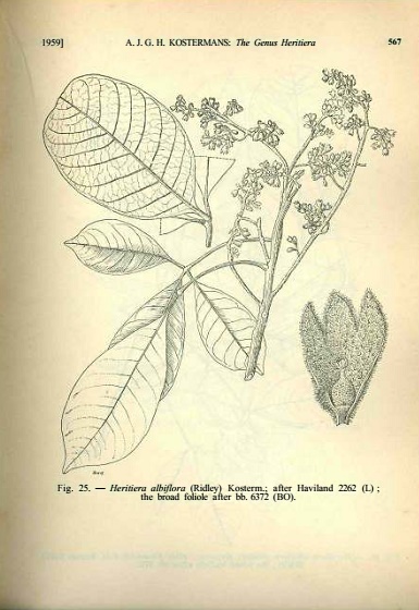 Heritiera albiflora