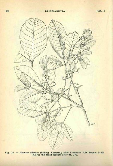 Heritiera albiflora