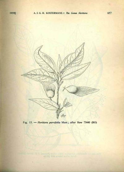 Heritiera parvifolia