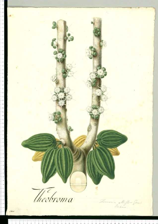 Herrania albiflora