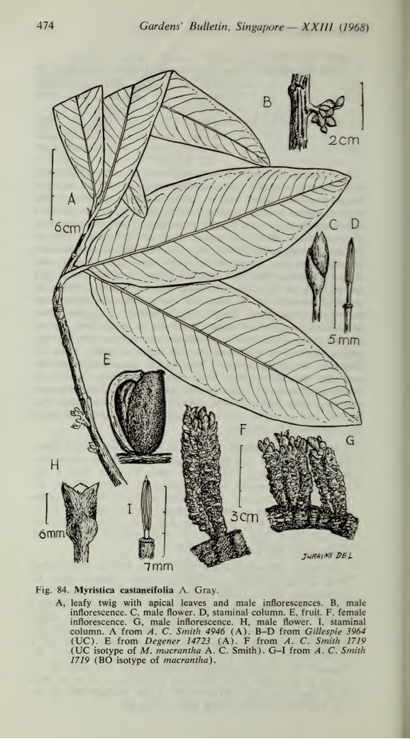 Myristica castaneifolia