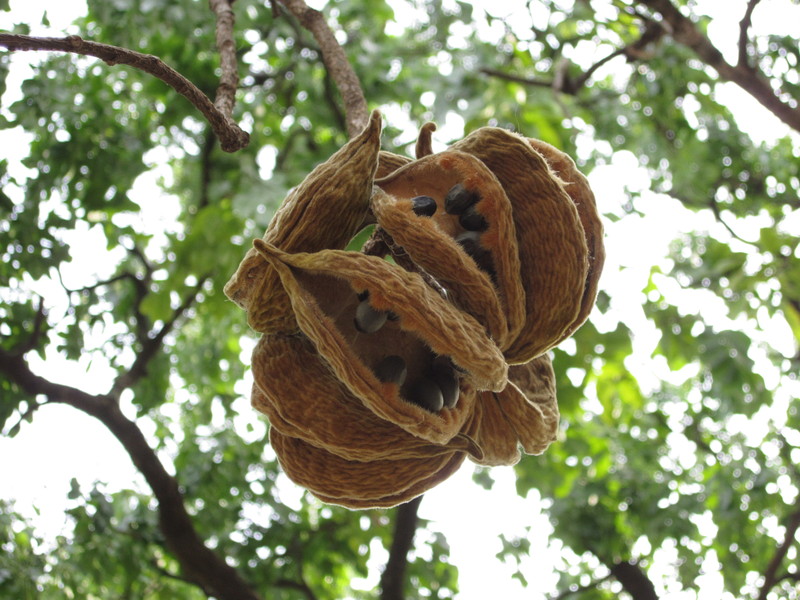 Sterculia Setigera Images Useful Tropical Plants