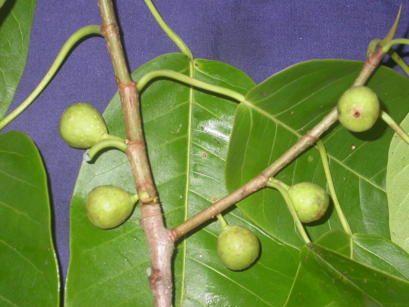 Ficus citrifolia