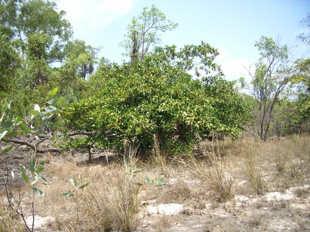 Carallia brachiata
