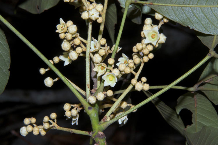Heritiera actinophylla