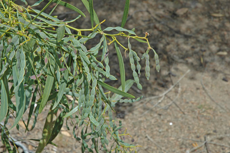 Acacia longifolia