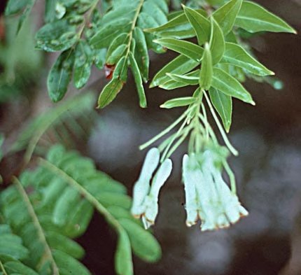 Corynostylis arborea