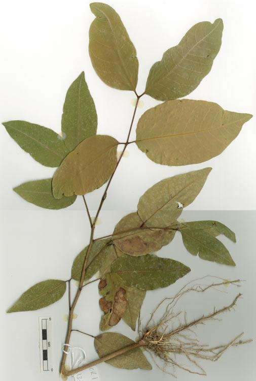 Dimocarpus australianus