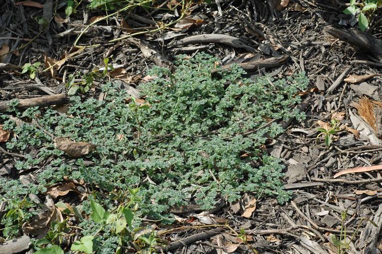 Coldenia procumbens Images - Useful Tropical Plants