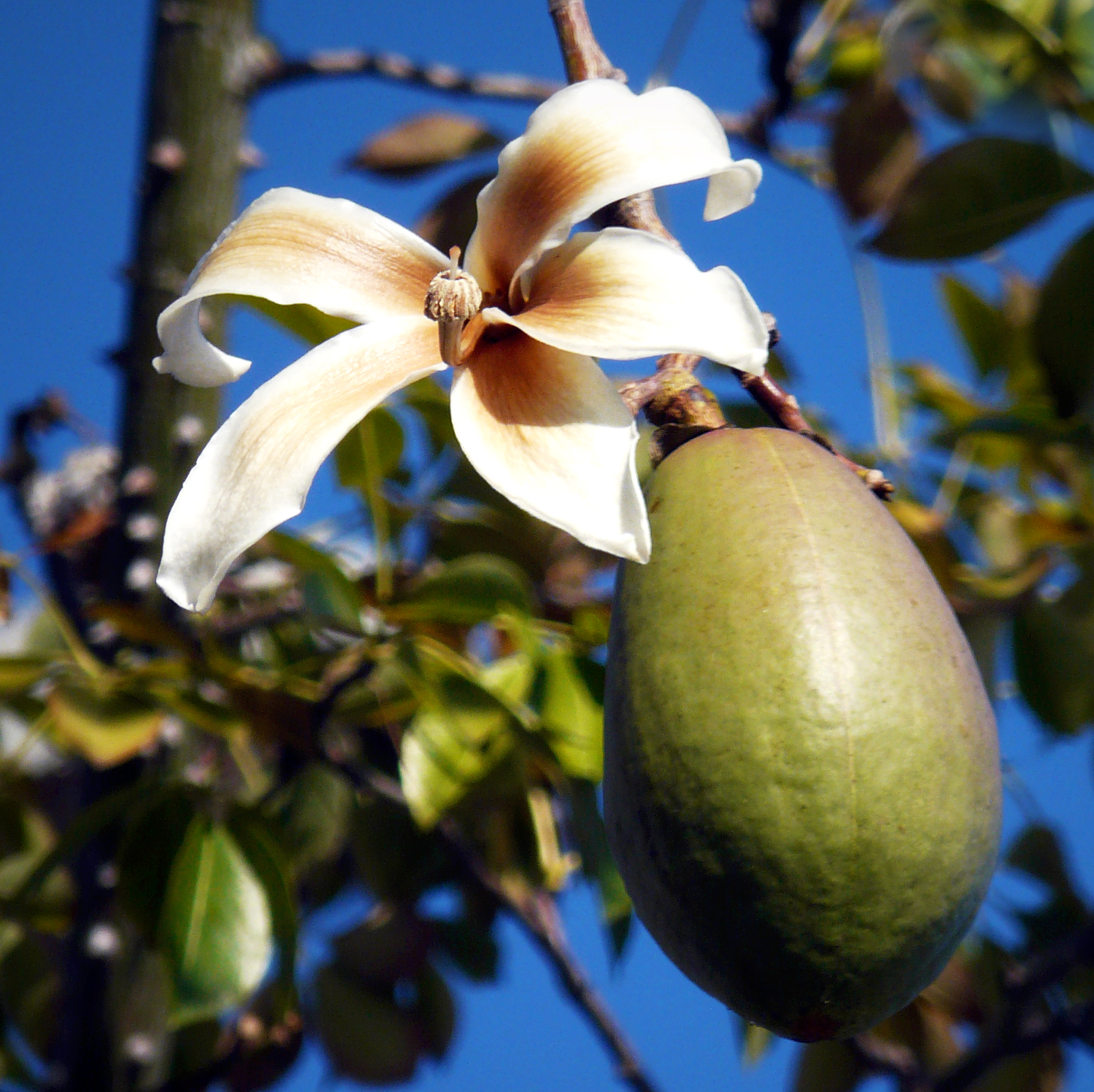 Плоды чудо дерева 5 букв. Хлопковое дерево (Ceiba speciosa). Сейба Африканская. Хоризия Сейба. Сейба дерево цветы.