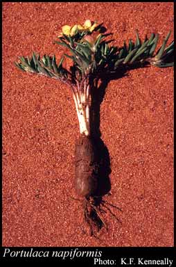 Portulaca napiformis