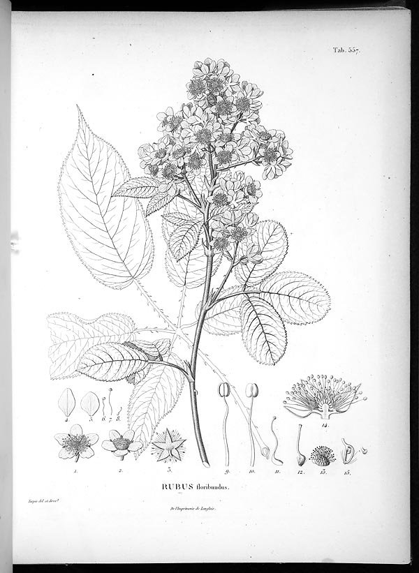 Rubus floribundus