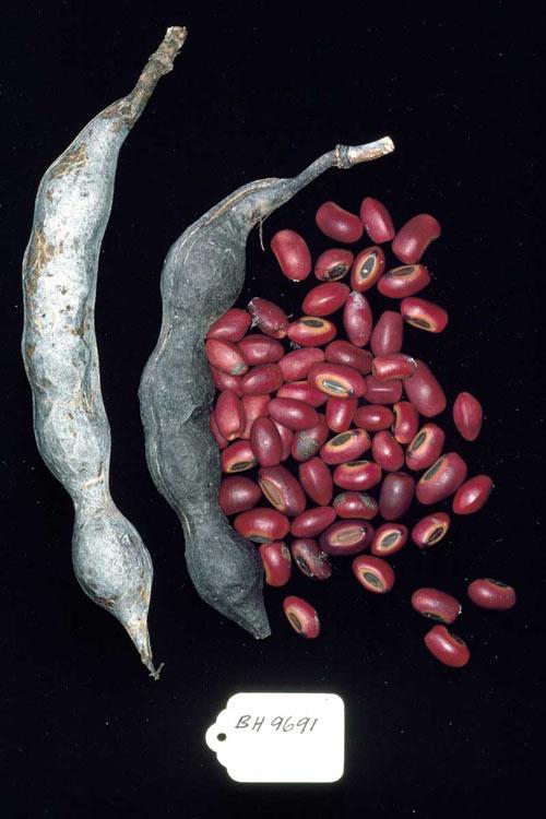 Erythrina variegata