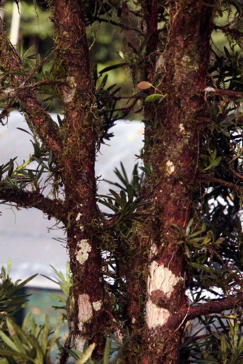 Podocarpus oleifolius