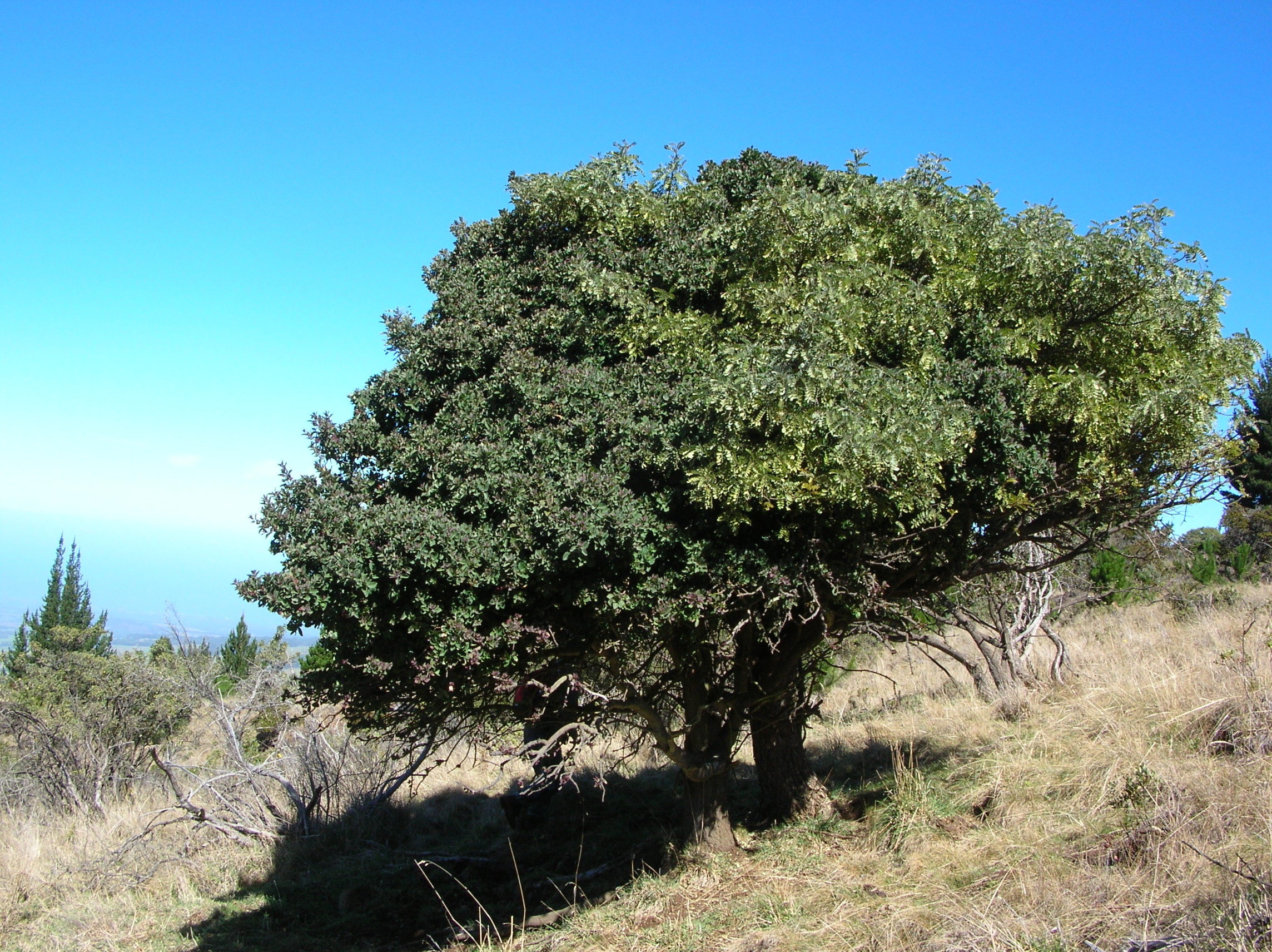 Сандаловое дерево Крым