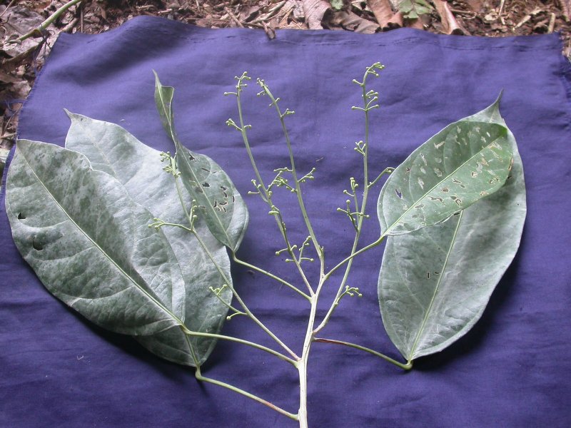 Lindackeria laurina