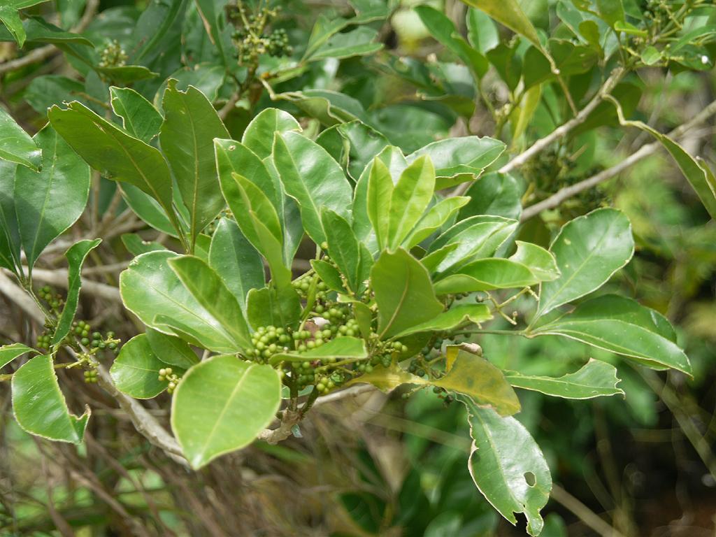 melicope-triphylla-images-useful-tropical-plants