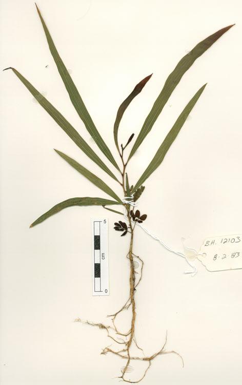 Acacia leptocarpa