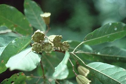 Nesogordonia kabingaensis