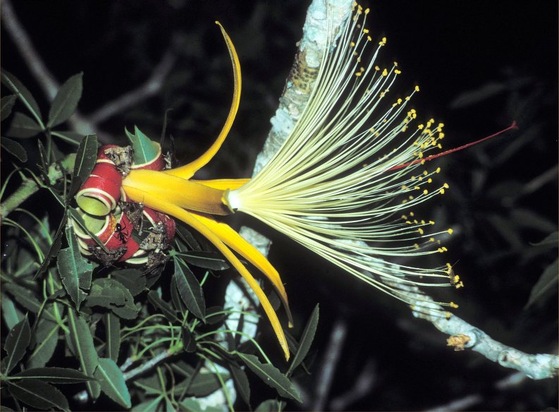 Adansonia rubrostipa