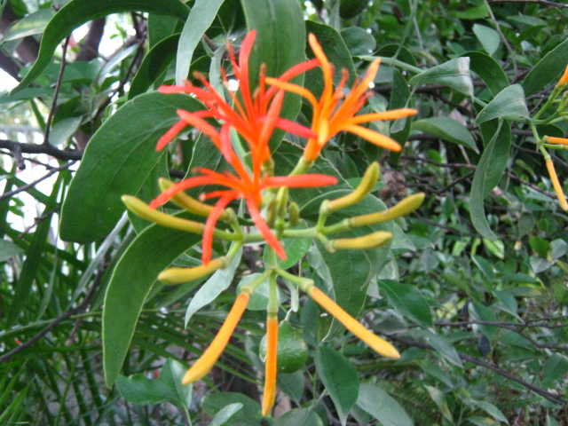 Psittacanthus calyculatus