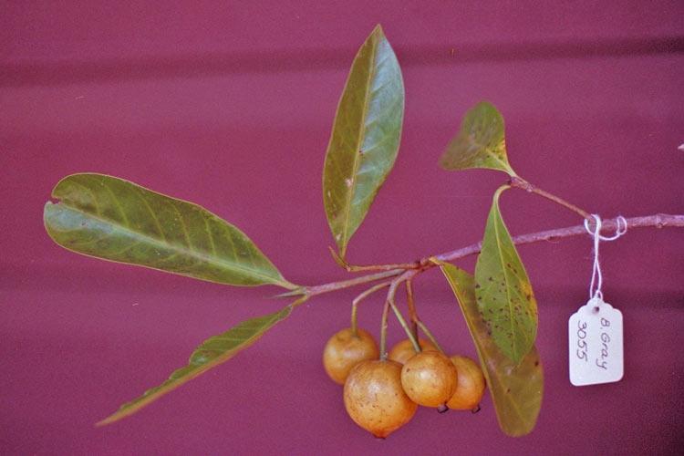 Atractocarpus fitzalanii