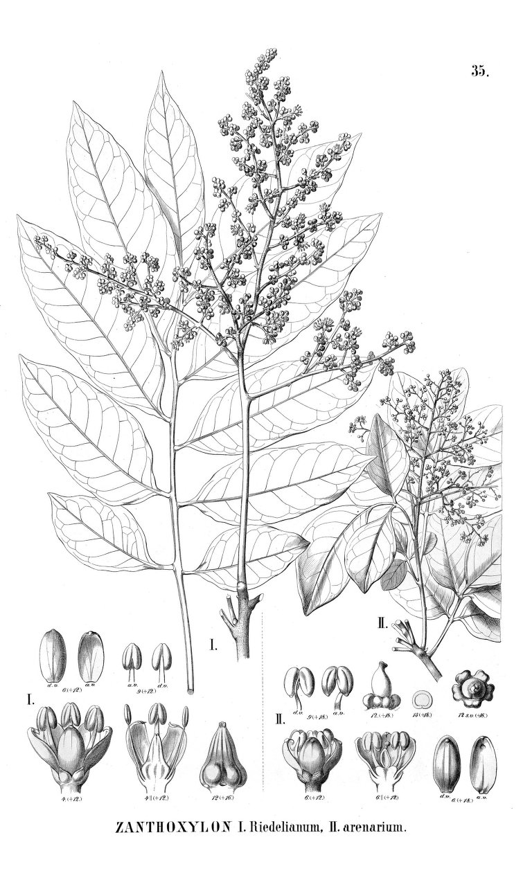 Zanthoxylum riedelianum