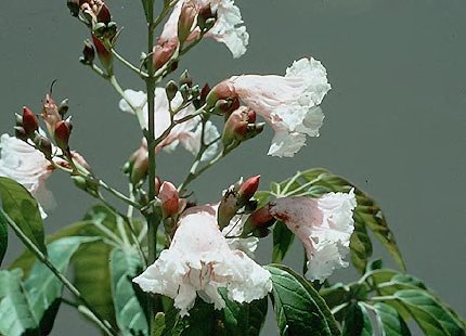 Sparattosperma leucanthum