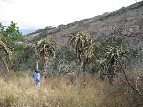 Aloe excelsa