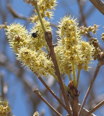 Terminalia mameluco