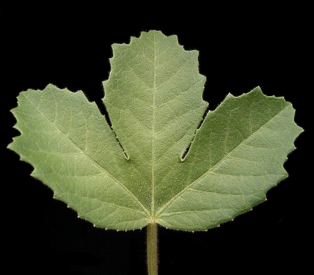 Jatropha ellenbeckii