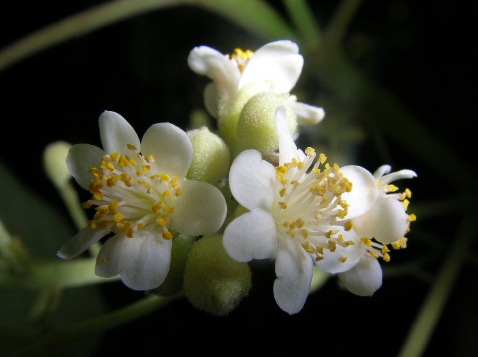 Christiana africana