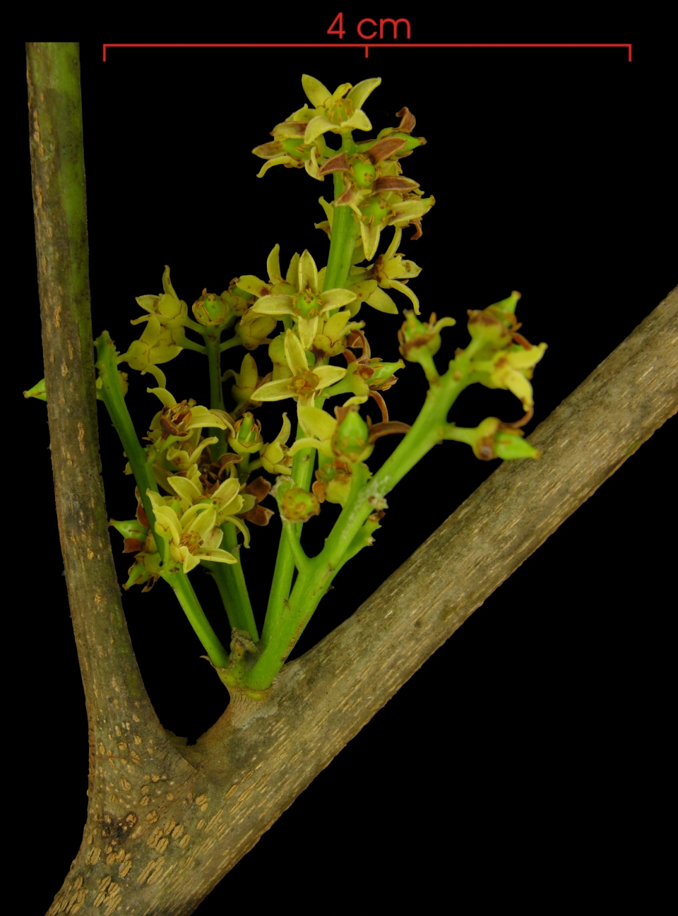 Protium panamense