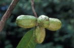 Sageraea elliptica