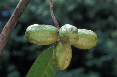 Sageraea elliptica