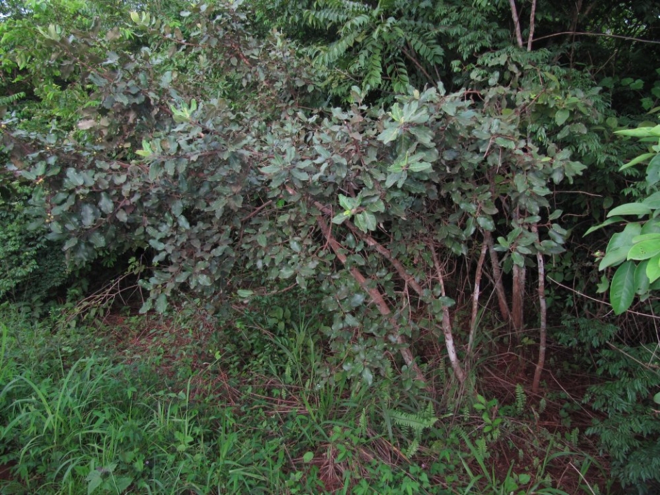 Ficus glumosa