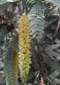 Prosopis chilensis