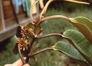 Otoba gordoniifolia