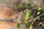 Croton geayi
