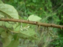 Macaranga spinosa