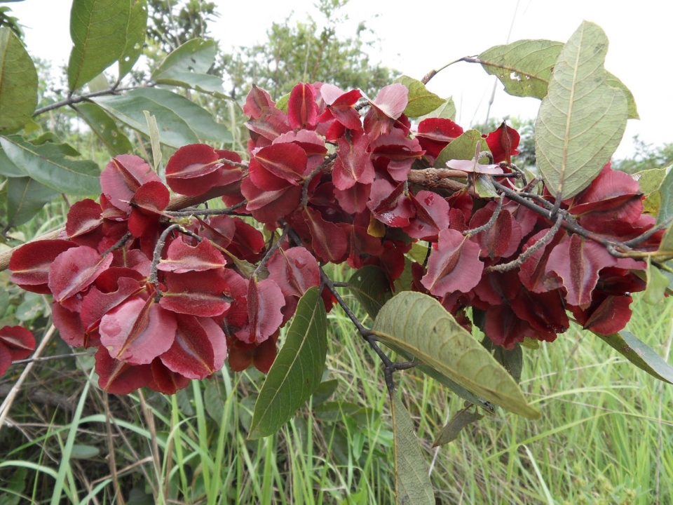 Combretum psidioides