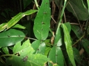 Zanthoxylum nitidum