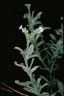 Euploca ovalifolia