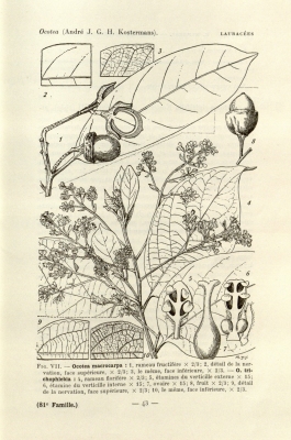 Ocotea trichophlebia