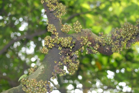 Ficus fistulosa