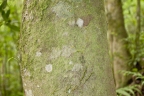 Styrax glabrescens
