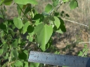 Abutilon abutiloides