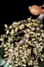 Dysoxylum pettigrewianum