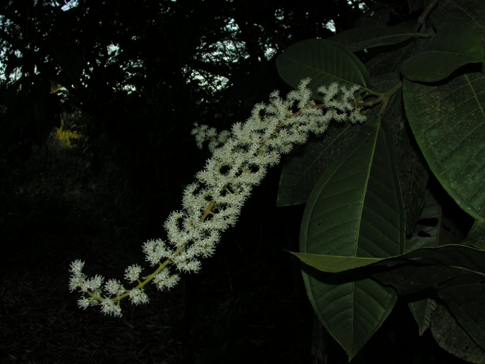 Miconia trinervia