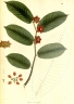 Uvaria macrophylla